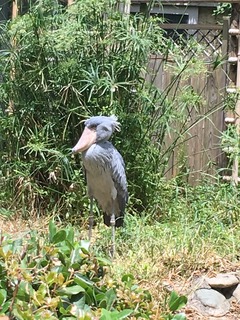 20180727C.jpg