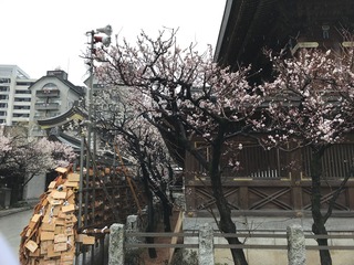 湯島天神の梅A.jpg